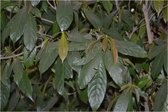 Lasiococca comberi